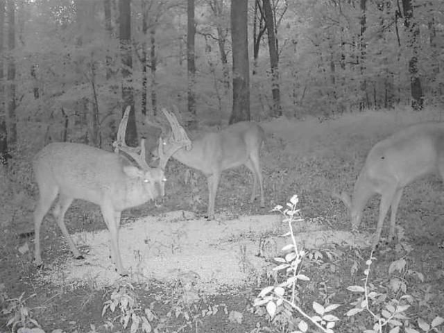Land for sale in Morgantown, Kentucky