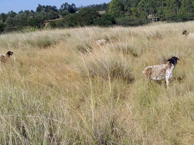 Land for sale in Nyandarua