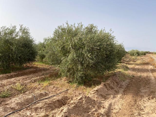 Ferme vente à Majjat, L'Oriental