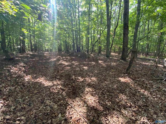 Land for sale in Woodville, Alabama