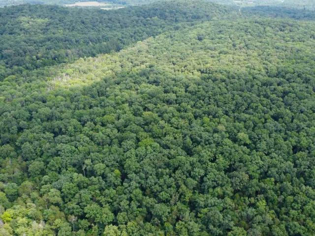 Land for sale in Woodville, Alabama
