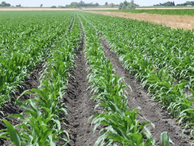 Land for sale in Isleton, California