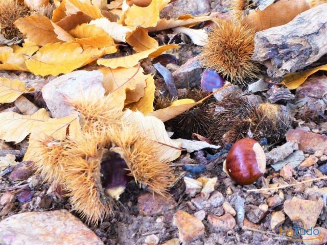 Terreno venda em Bragança