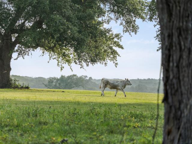 Land for sale in Cat Spring, Texas