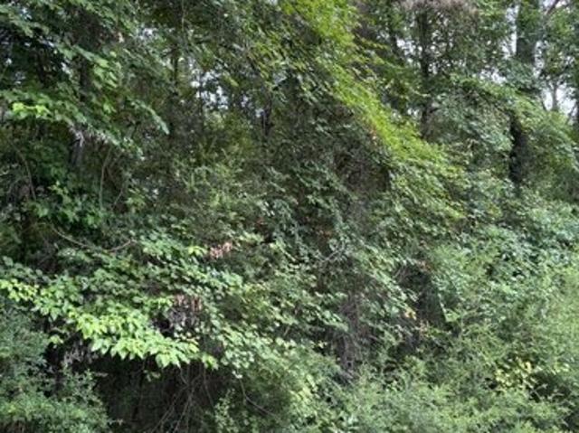 Land for sale in Sabine, Texas