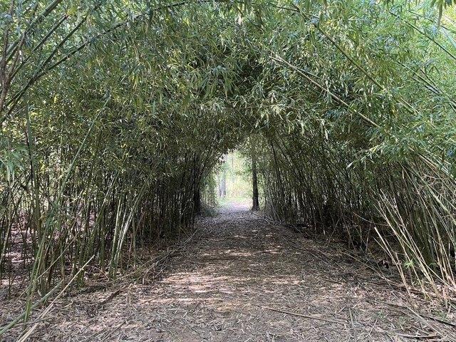 Land for sale in Huntington, Texas