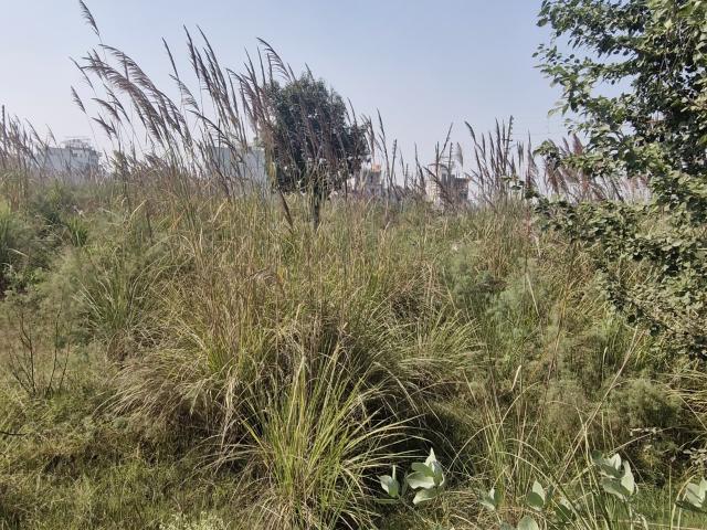 Land for sale in Hariana