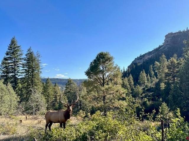 Land for sale in Pagosa Springs, Colorado
