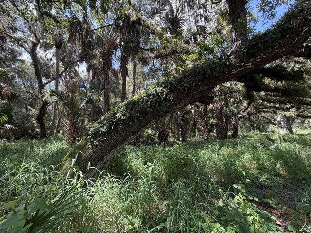 Land for sale in Okeechobee, Florida