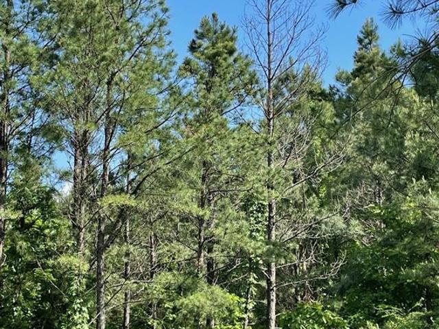 Land for sale in Broken Bow, Oklahoma