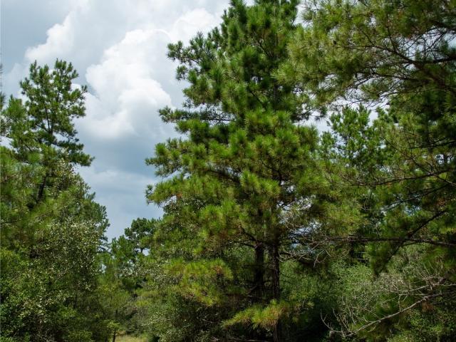 Land for sale in Leon, Texas