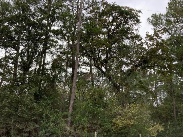 Land for sale in Grimes, Texas