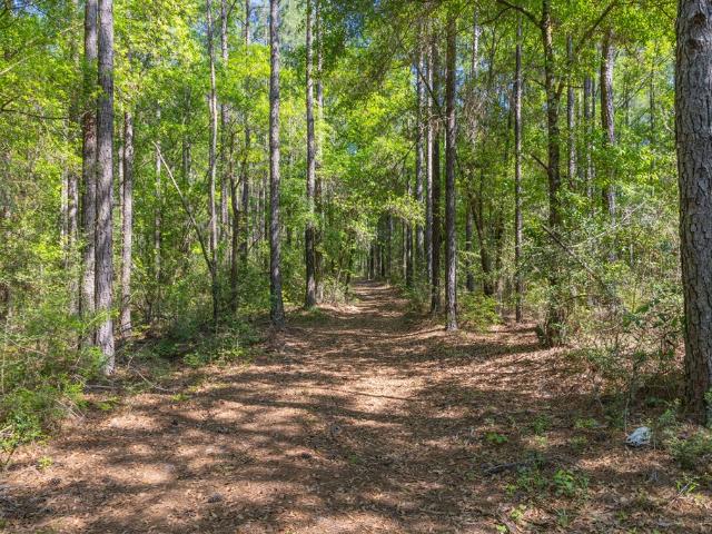 Land for sale in Kinston, Geneva County