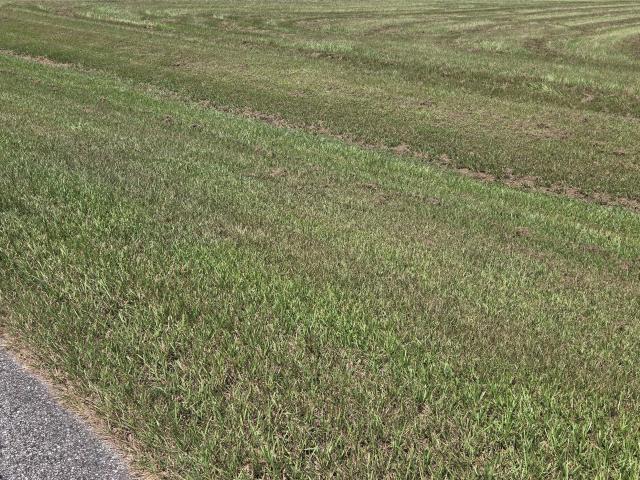 Land for sale in Rosharon, Texas