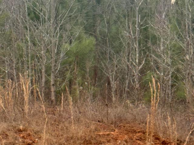 Land for sale in Roanoke, Alabama
