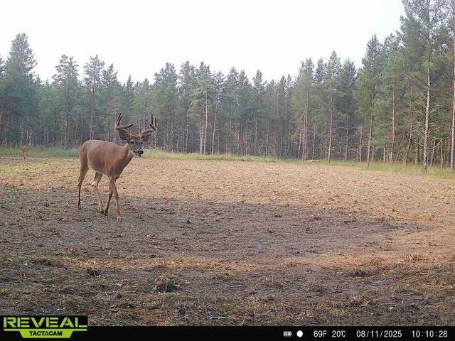 Land for sale in Wadena, Minnesota