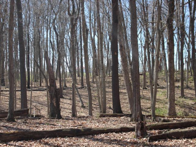 Land for sale in Cynthiana, Kentucky