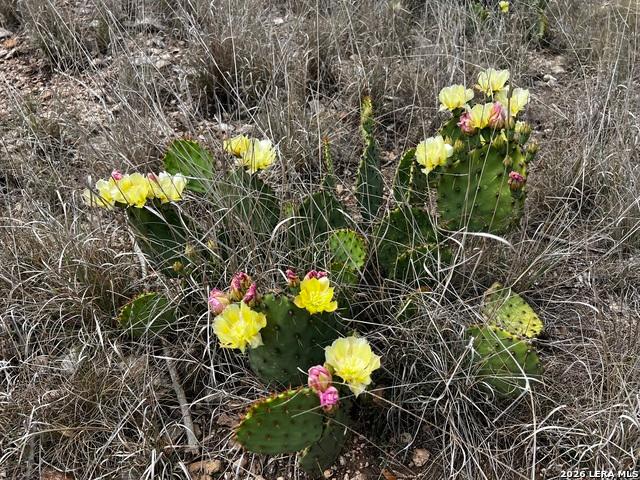 Land for sale in Concan, Uvalde County