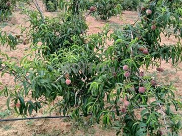 Propriété vente à Sidi Allal El Bahraoui