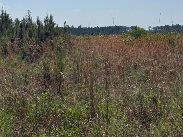Land for sale in Orangeburg, South Carolina