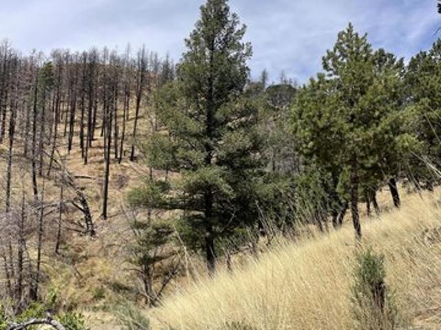 Land for sale in Alto, New Mexico