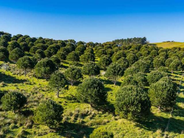 Property for sale in Northland