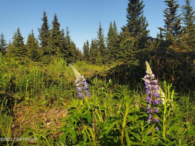Land for sale in Ninilchik