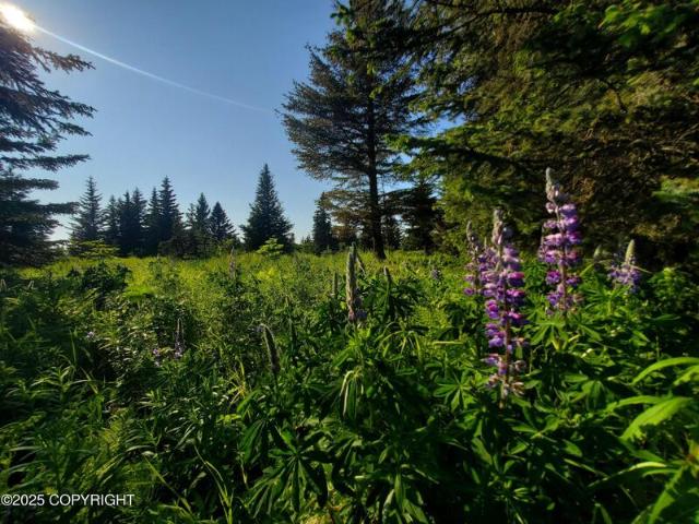 Land for sale in Ninilchik