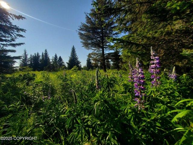 Land for sale in Ninilchik