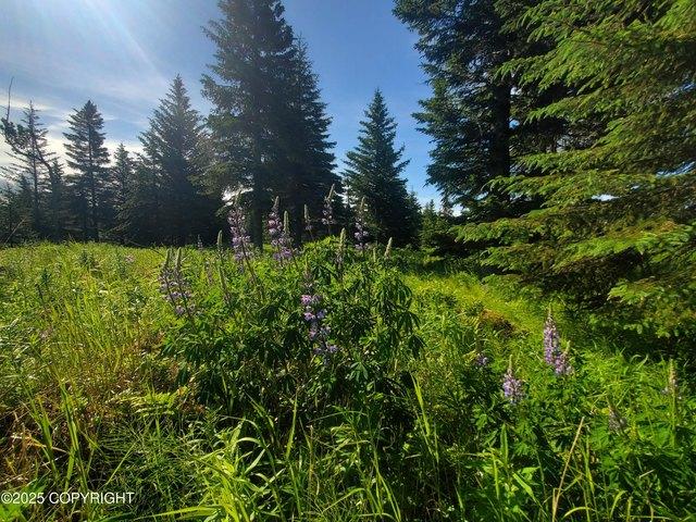 Land for sale in Ninilchik