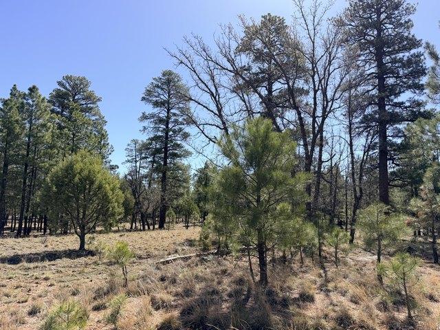 Land for sale in Happy Jack, Arizona