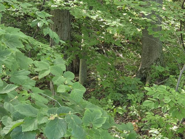 Land for sale in Union Pier, Michigan