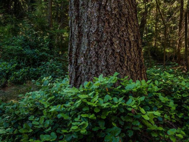 Land for sale in Bowen Island, British Columbia