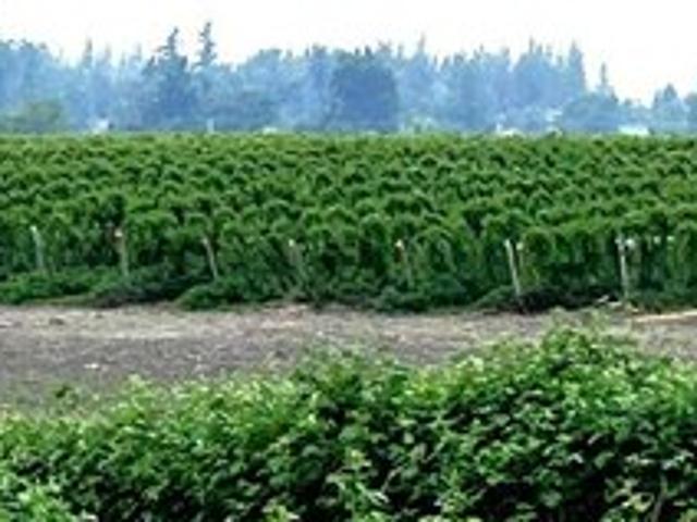Land for sale in Everson, Washington