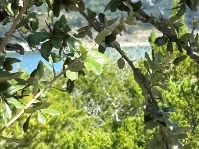 Land for sale in Jonestown
