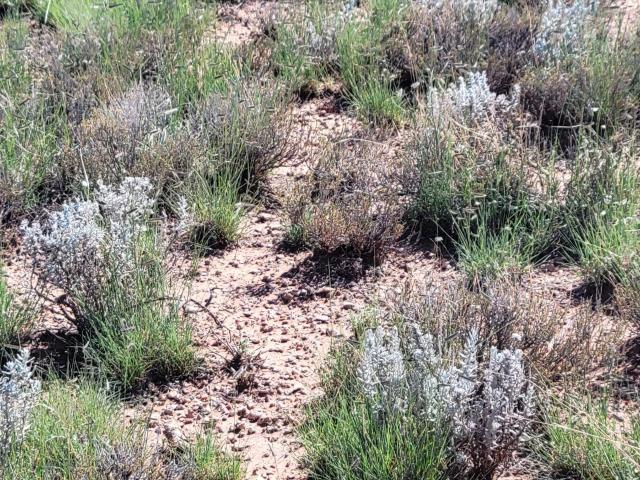 Land for sale in Williams, Arizona