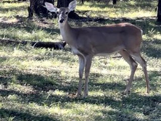 House for sale in Valley Mills, Bosque County