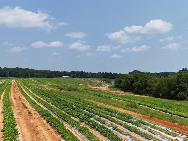Land for sale in Steele, Alabama
