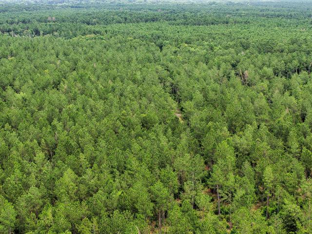 Land for sale in Shepherd, Texas