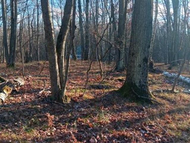 Land for sale in Lincoln, Michigan
