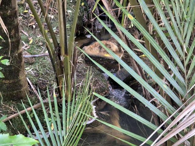 Property for sale in Coromandel, Waikato