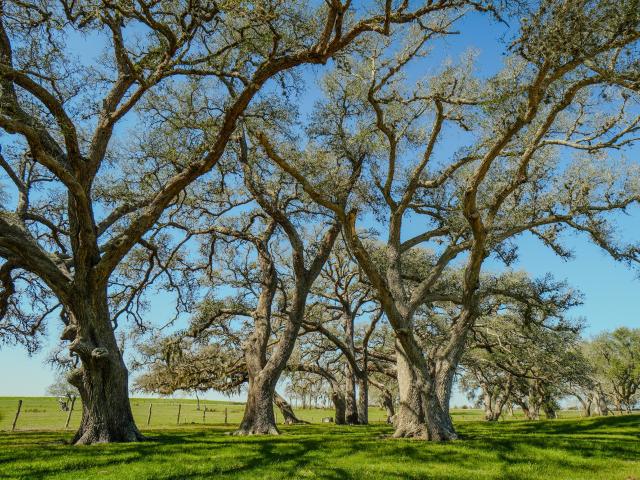 Farm for sale in Moulton, Texas