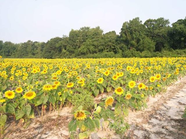 Land for sale in Johnsonville, South Carolina