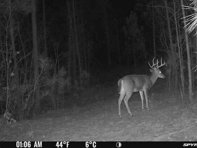 Land for sale in Woodland, Talbot County