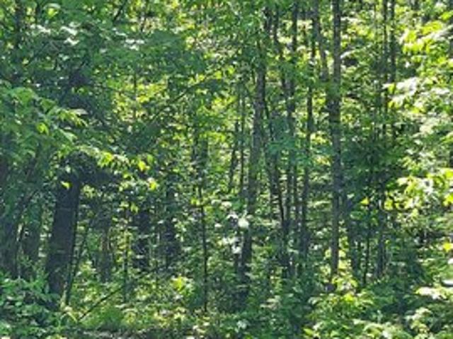 Land for sale in Mizpah, Minnesota