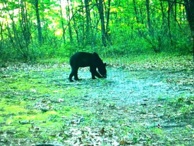 Land for sale in Yellow Spring, West Virginia
