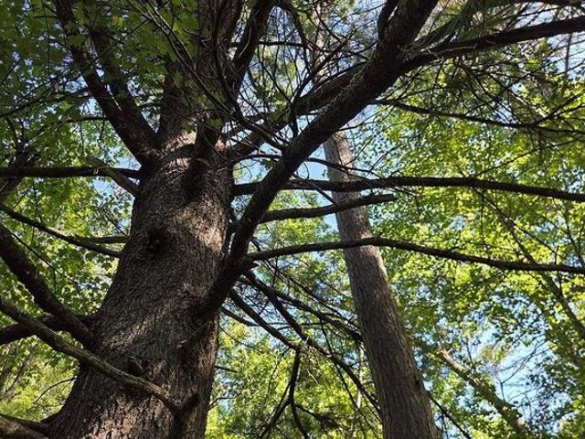 Land for sale in Harshaw, Wisconsin