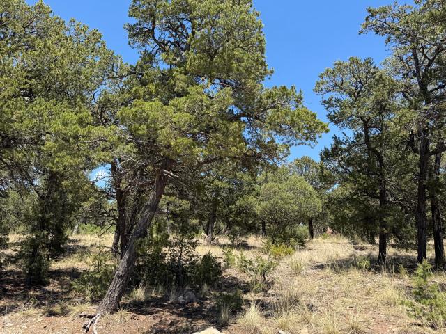 Land for sale in Pecos, New Mexico