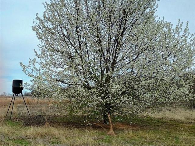 Land for sale in De Leon, Texas