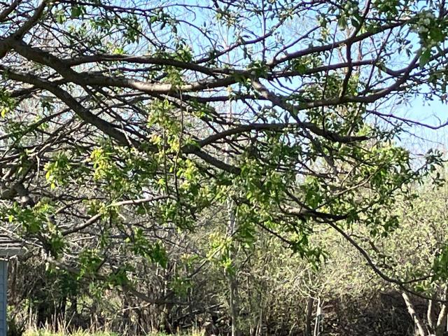 Land for sale in Steele, Minnesota